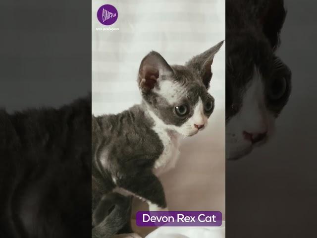 Devon Rex Cat - A Complete Breed Guide | Discover the Unique Charm and Personality 