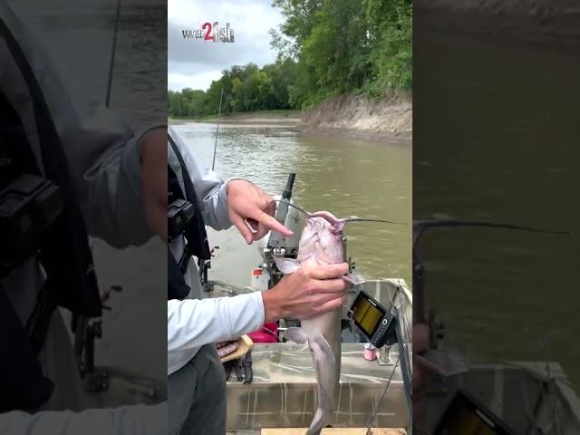 How to Safely Hold a Channel Catfish #shorts