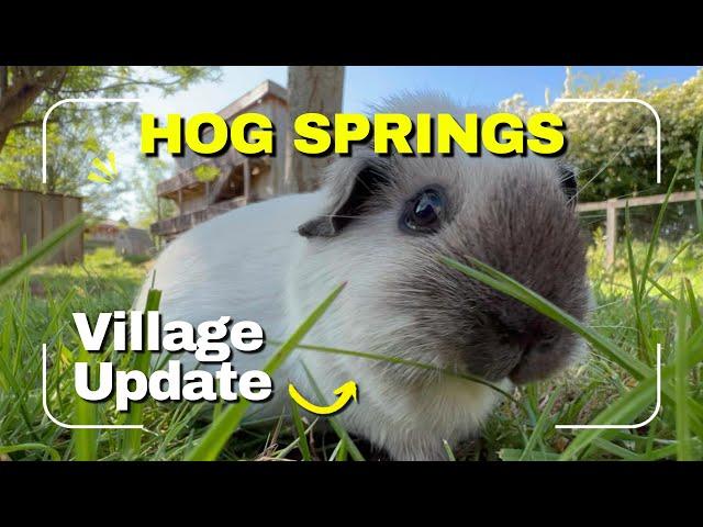 Hog Springs Guinea Pigs | Village Update