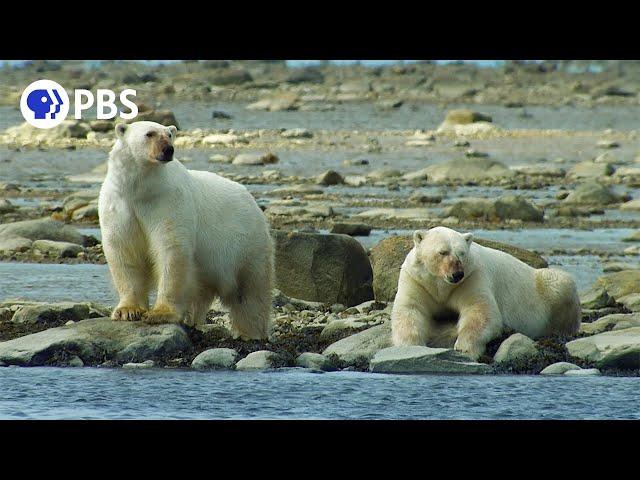 Polar Bears Hunt Beluga Whales