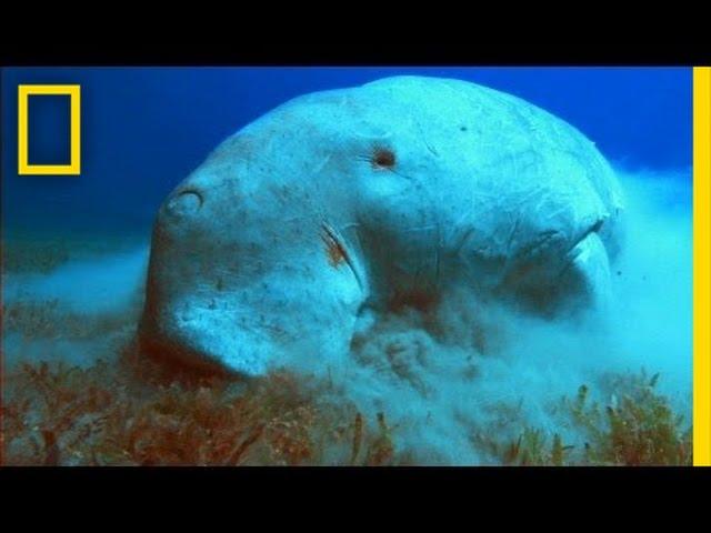 What in the World is a Dugong? | National Geographic