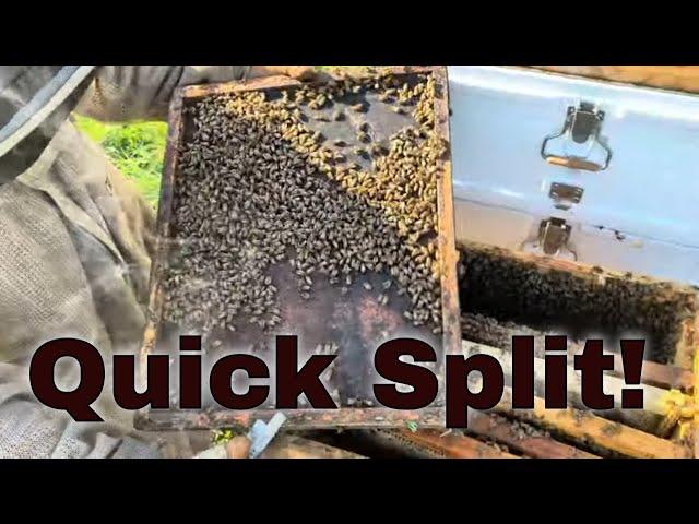 Hive Splitting Basics! Using Bees from 3 different Hives!