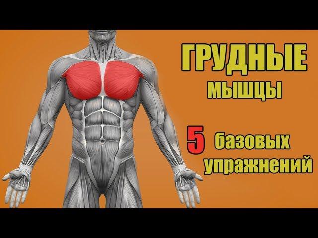 ГРУДНЫЕ МЫШЦЫ. 5 БАЗОВЫХ УПРАЖНЕНИЙ.  + ОШИБКИ УБИВАЮЩИЕ ПРОГРЕСС!