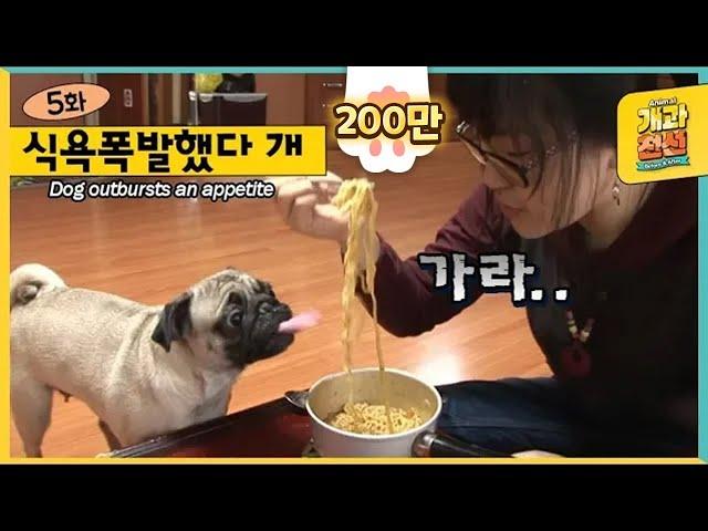 A Dog With A Huge Appetite Passes Out While Eating A Lot.. ㅣ Animal Before & After