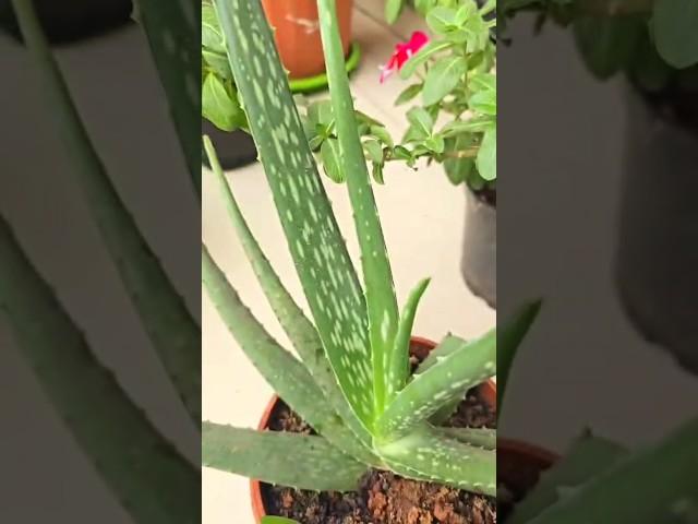 Motivational speech#plants # plant care# aloe vera#prakritisgarden #nature 