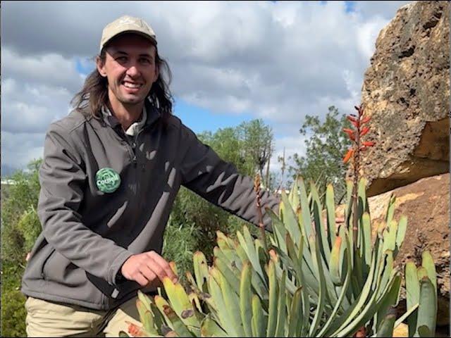 Into the Veld: The fan aloe 🪴