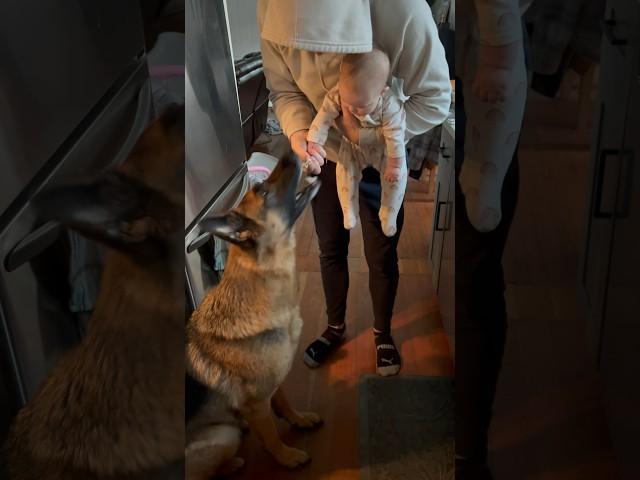 Baby sister gives Remy chicken #germanshepherd #dog #gsd #baby #sister #dogandbaby