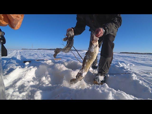 Рыбалка на налима на секретную снасть. Ловлю по несколько налимов. Fishing