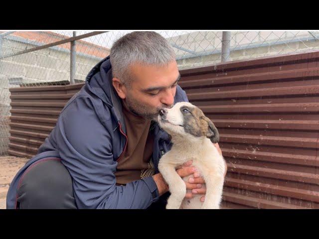 Собаки грустят/Хозяину предстоит ещё одна операция