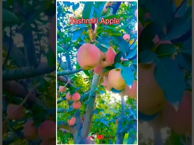 apple ka bag#shorts #apple #kashmir #nature #naturallovers#appletree #applemusic #love #shortvideo