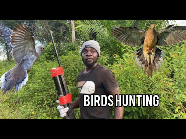 Birds Hunting full Hit Down Best Hunting Birds (Beze Hinting)