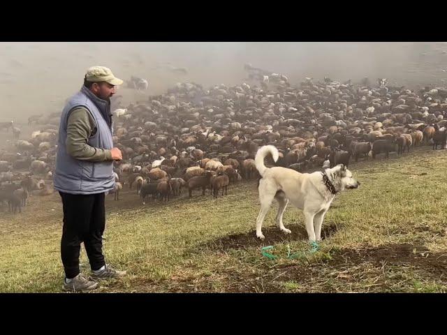 SHEPHERD DOGS | LIFE IN THE MOUNTAINS DOCUMENTARY