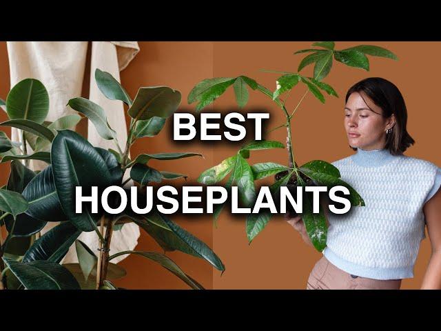 6 Houseplants That Will Make Your Home Look Cute!