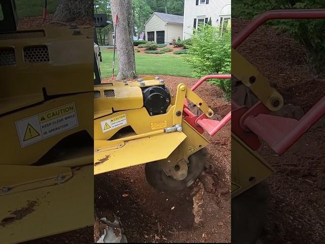 Single Stump Nobody Wanted To do