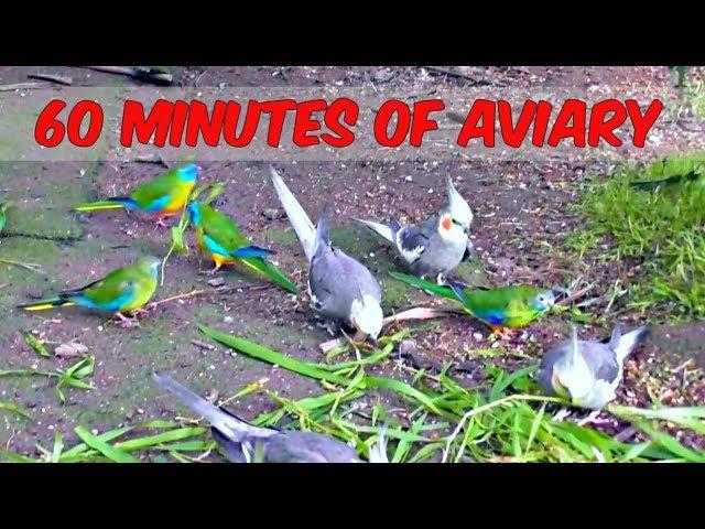 1 Hour of Aviary (60 Minutes Narration Free Birds) Cockatiel Companion Parrots Quail Pheasants