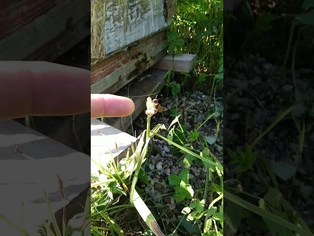 Трутень гигант. Giant drone. #bee #пчеловодство #дача #пасека #трутень #drone #beekeeping