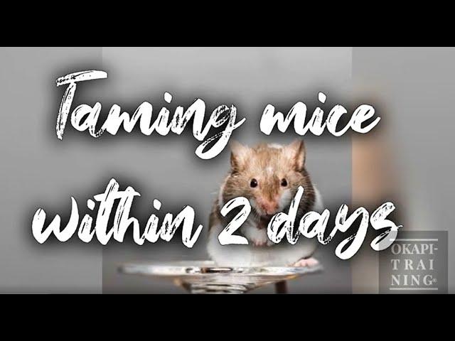 HOW TO TAME YOUR MOUSE WITHIN 2 DAYS  + things you didn't know about your mice