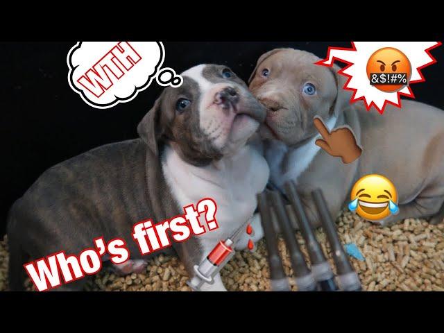 How to give a puppy it’s first shot! Ultra Class Family