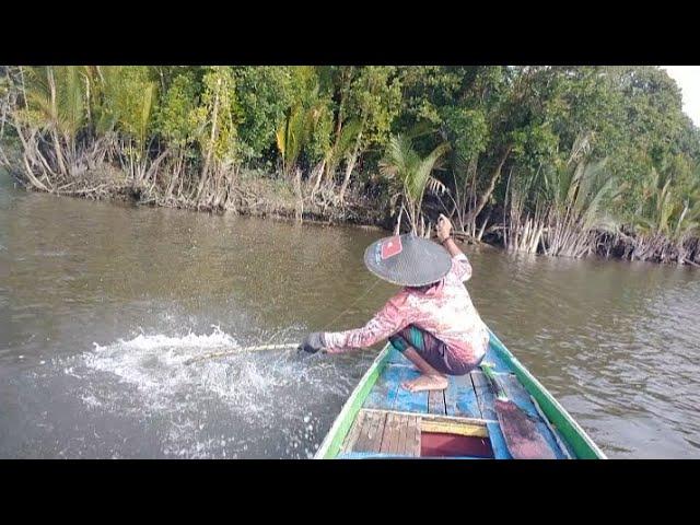 umpan udang hidup jadi rebutan si kakap putih #barramundi #pancingkulup