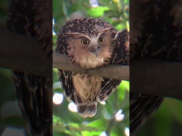 This is Jarot #buffyfishowl #owl #burunghantu #owlbird