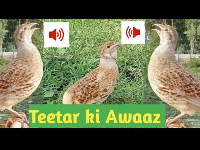 Teetar ki voice Teetar ki boli Teetar ki video Teetar ki ladai Teetar ki kahani teetar ki awaaz