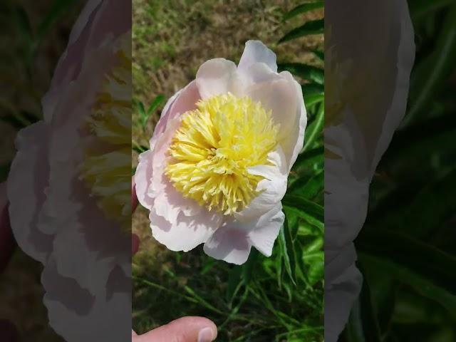 Пион травянистый Бу Ти/Paeonia officinalis Bu Tea