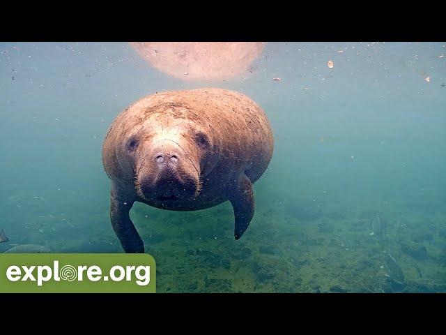 Best of Manatee’s! 90 minutes of the mystical sea cow!  An ambient meditation to nourish the soul.