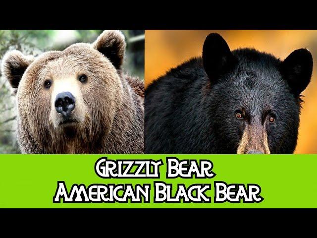 Grizzly Bear & American Black Bear - The Differences