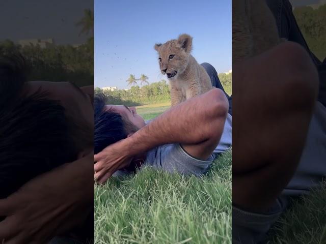Our zoo lion king 