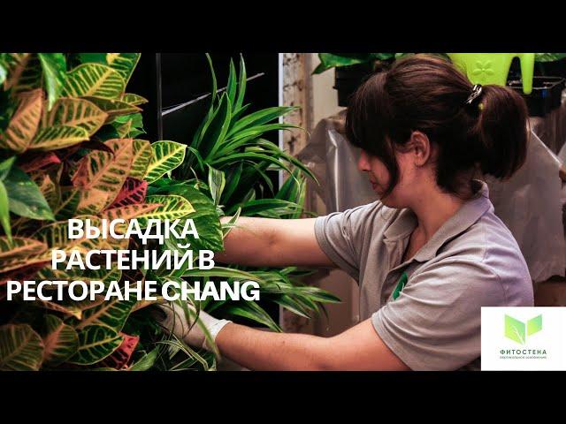 Вертикальное озеленение ресторана Chang (Слон). Высаживание растений в фитостены. Verticalgarden