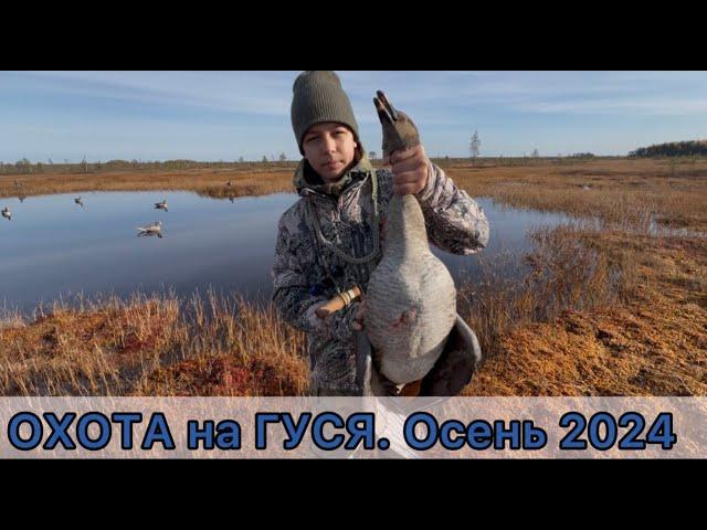 ОХОТА на ГУСЯ. Осень 2024