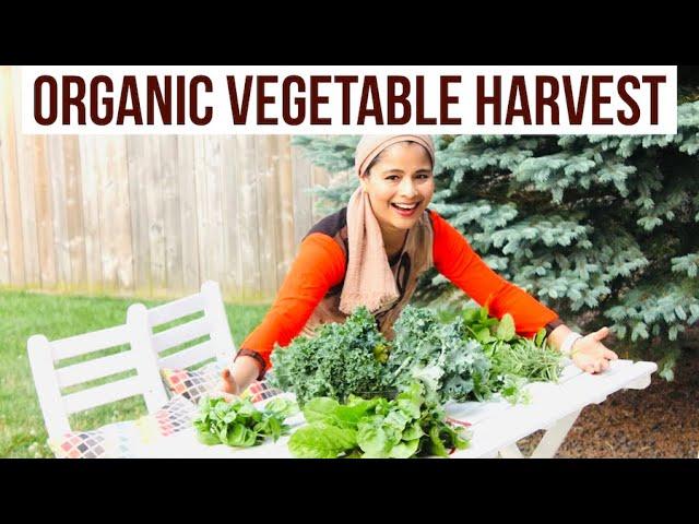 Organic Vegetable Harvest | In Canada | Fresh Kale Swiss Chard Tomatoes Cucamelon & Herbs