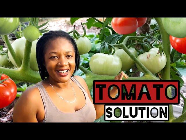 The Tomato Solution Is Right Here||How I Achieve Endless Supply Of Tomatoes 