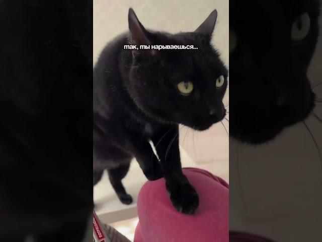 #изобилие #cat #балансвселенной #cute #рационпп #funny #импровизация #первыеденьги #mrbeast