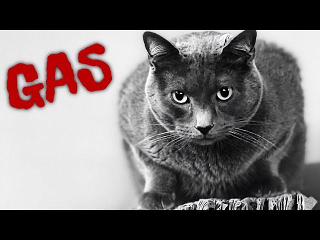 Undeniably Horrific Cat Gas, and its Dangers