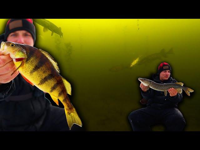 Ice Fishing For Pike & Perch Using An UNDERWATER CAMERA! (INSANE UNDERWATER FOOTAGE)