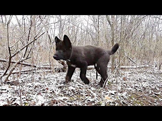 Blue Bay Shepherd Kurgan 10wks - 1st River Hike