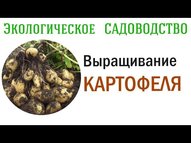 КАРТОФЕЛЬ  - выращиваем без садовой химии. Видеолекция