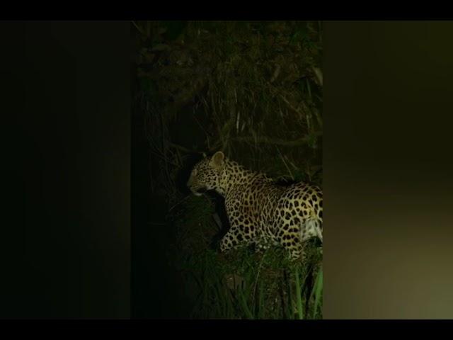 captivating leopards sighted in Uganda