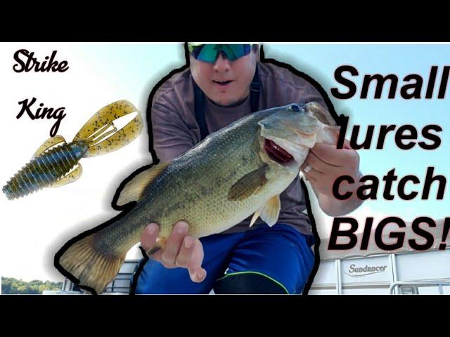 Strike King | Baby RAGE Bug |  (Big BASS Landed)