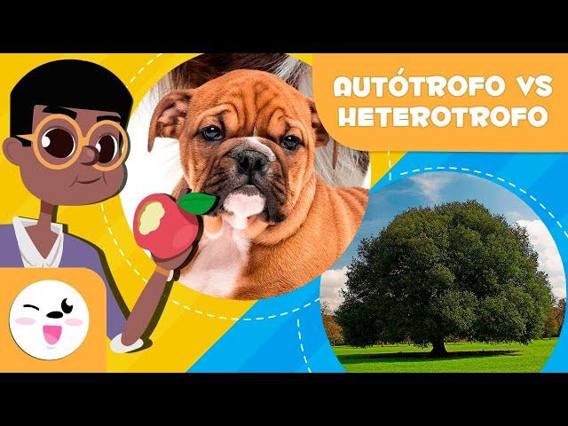 Los organismos AUTÓTROFOS y HETERÓTROFOS - ¿Cúal es la diferencia? - Ciencias para niños