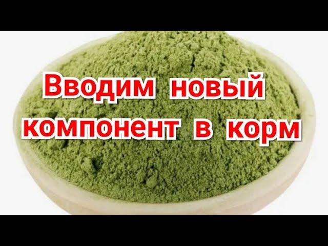 Вводим новые компоненты в корм для кур.