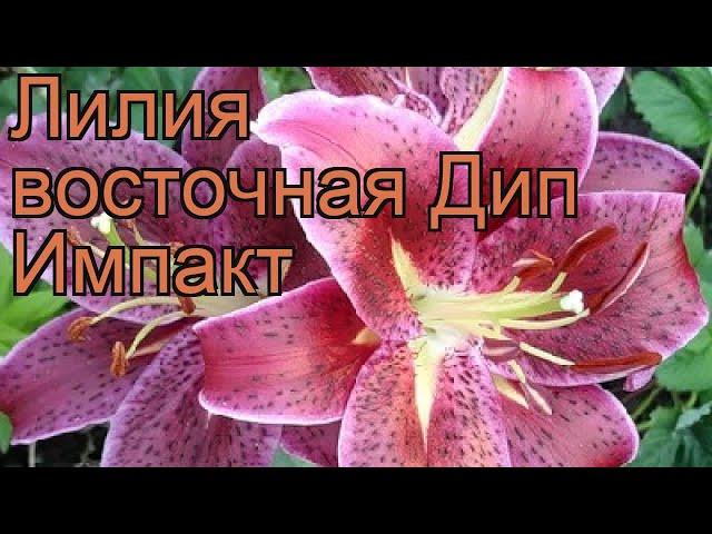 Лилия восточная Дип Импакт (lilium)  лилия Дип Импакт обзор: как сажать луковицы лилии Дип Импакт