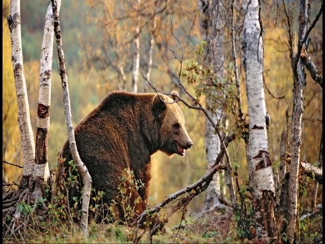 Заяц, Косач, Медведь и Дед Мороз.  По В. Бианки