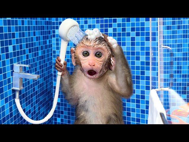 Monkey Baby Bon Bon oes to the toilet and plays with Ducklings in the swimming pool