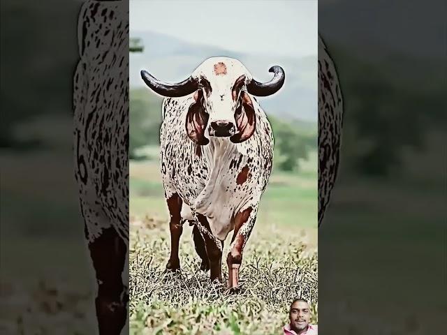 Amazing cow #funny #cartoon #mojmasti #short #video