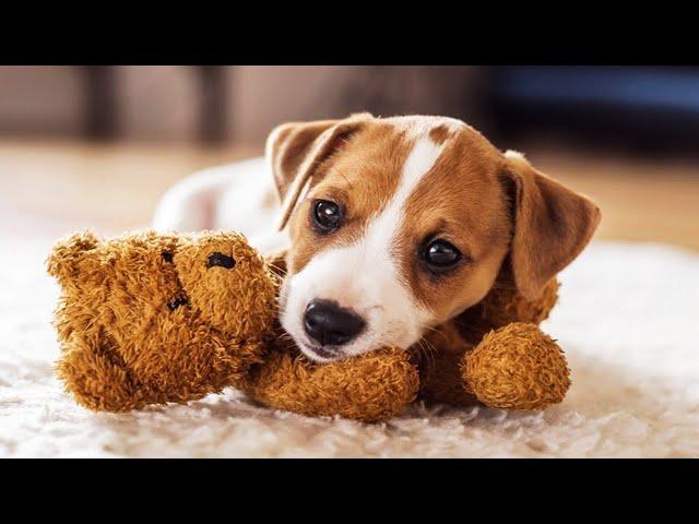 Super Relaxing Sleep Music For Golden Retrievers  Relax Your Puppy  Lullaby For Dogs Animal Music