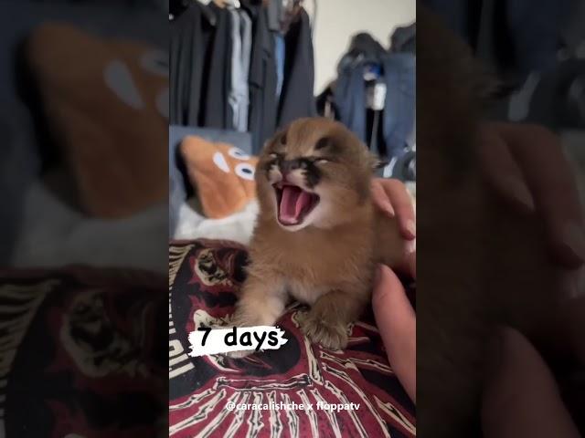 1 Month Old Baby Floppa Frida : Caracal #shorts