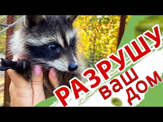 Маленькая енотовидная БЕСТИЯ! Тайган. Raccoon life in Taigan.