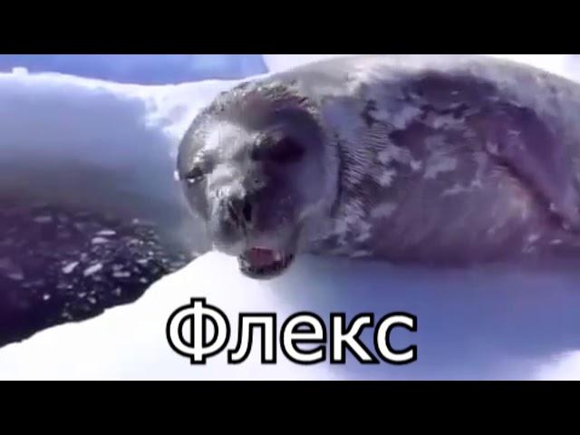 Говорящий тюлень [РУССКИЕ СУБТИТРЫ]